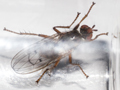 Scathophaga furcata